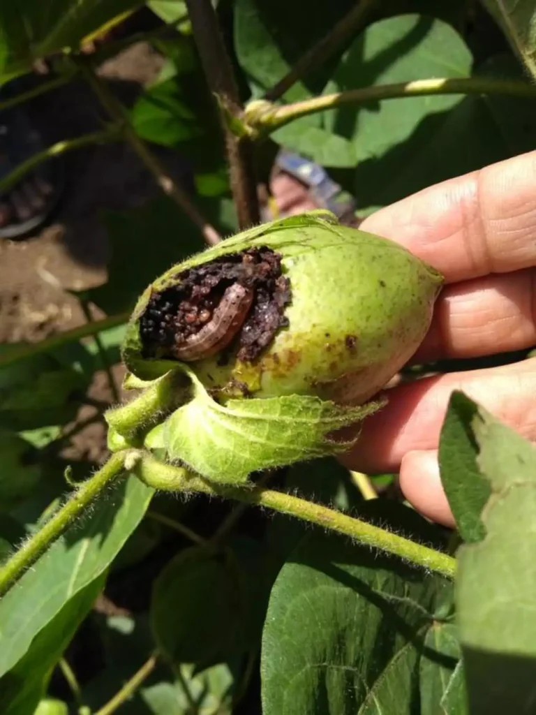 کرم غوزه و میوه خوار