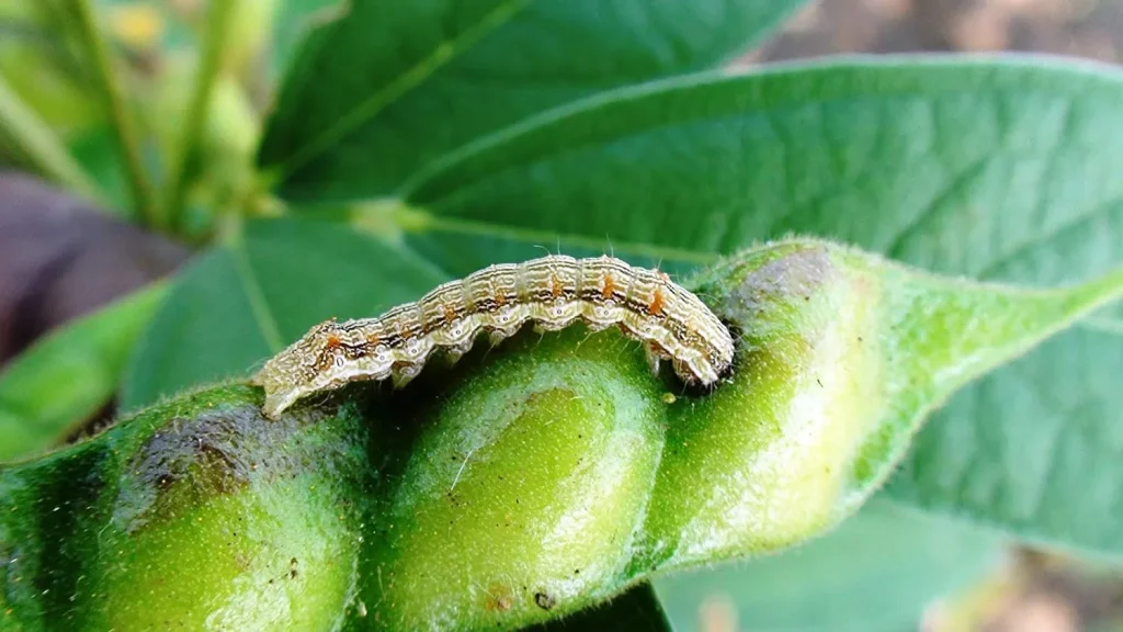 کرم غوزه و میوه خوار