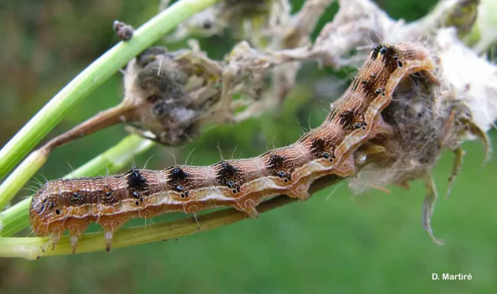 کرم غوزه و میوه خوار