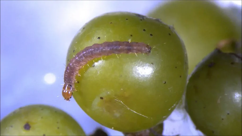 کرم خوشه خوار