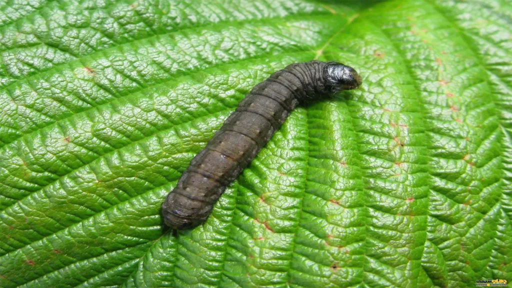 کرم طوقه بر