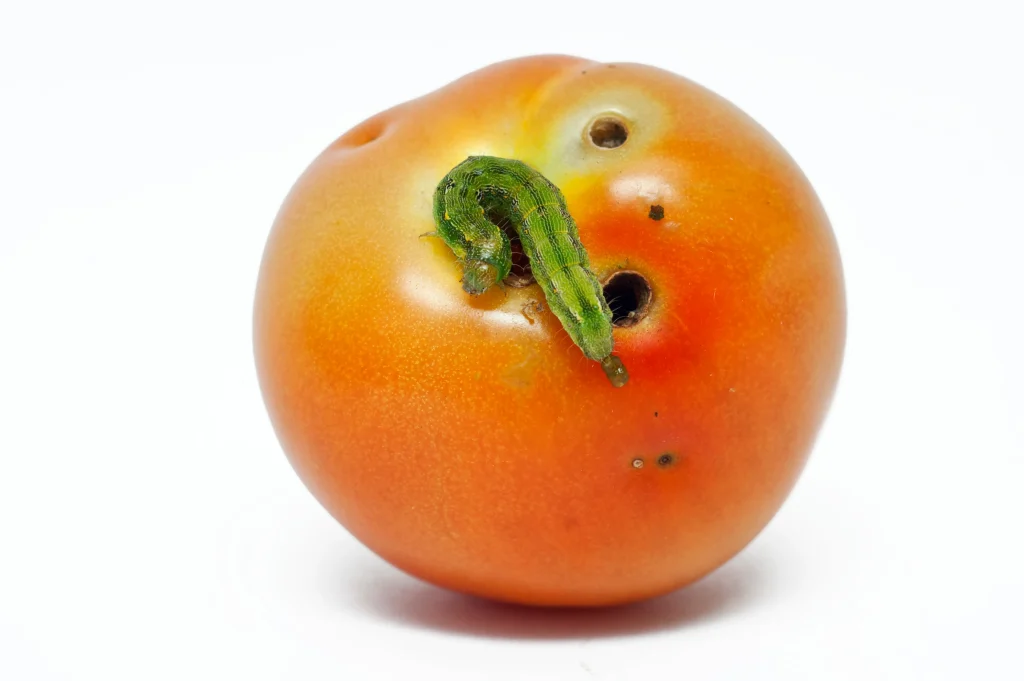 کرم میوه خوار